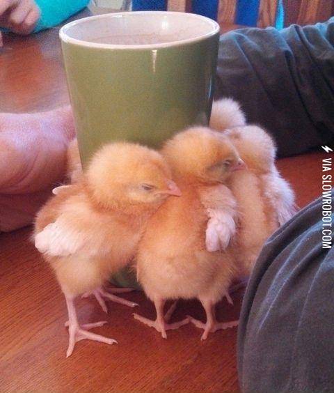 3+day+old+baby+chicks+enjoying+the+warmth+from+a+coffee+mug