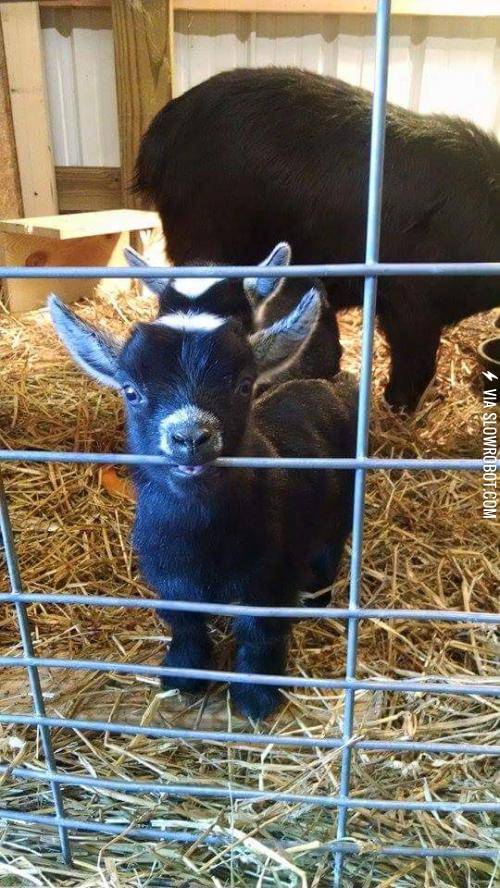 A+friend+of+mine+raises+goats.+The+babies+are+almost+too+cute.