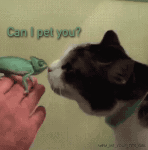 Lemme+pet+you%21