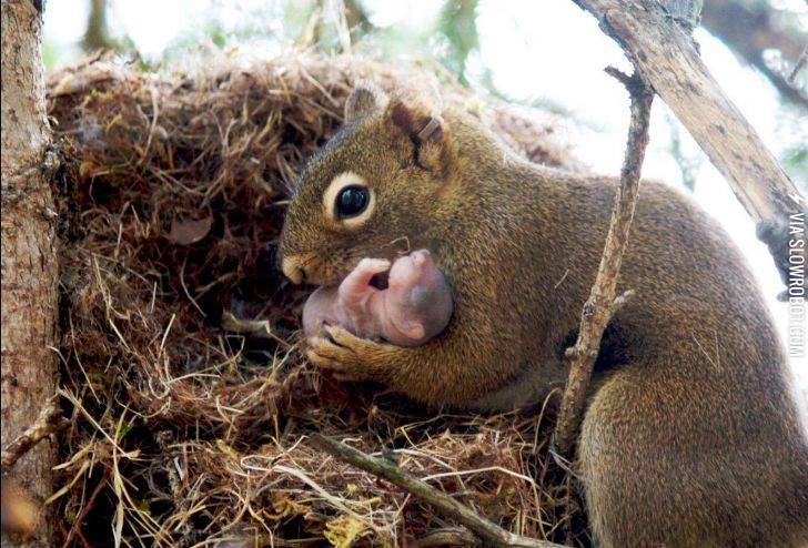 Now+you%26%238217%3Bve+seen+a+baby+squirrel.