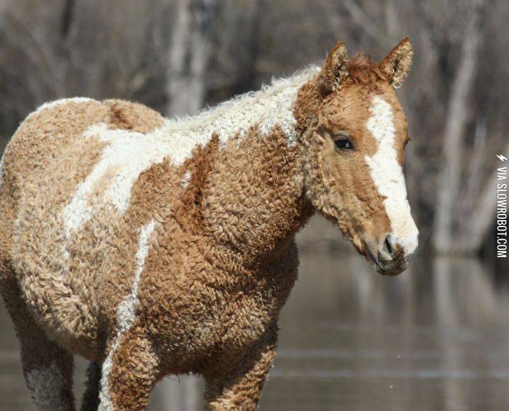 An+American+Bashkir+Curly+Horse