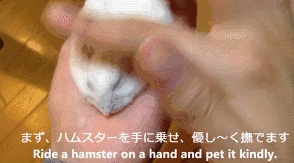 How+to+flatten+a+hamster.