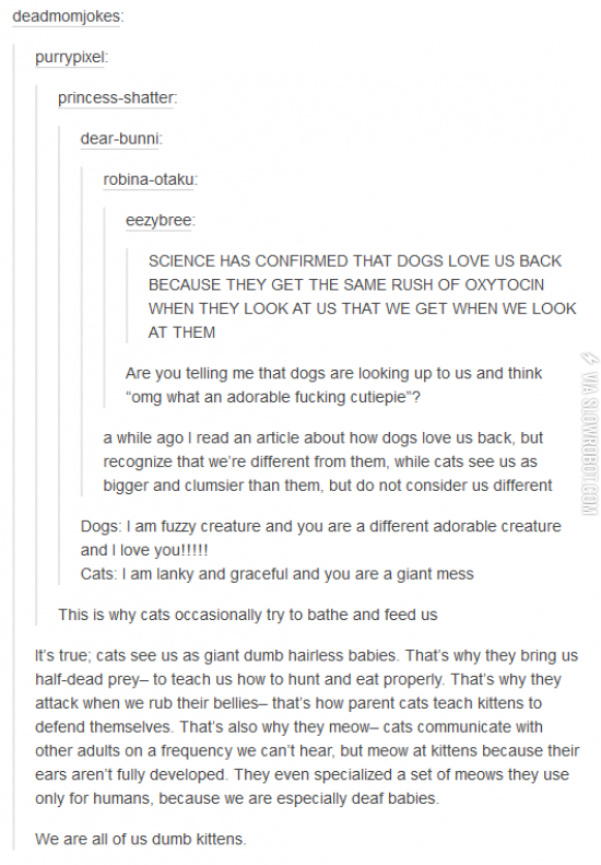 Today+I+learned+that+I%26%238217%3Bm+a+dumb+kitten