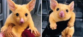 Australian+Veterinary+Clinic+rescues+a+Golden+Possum.+They+named+him+Pikachu