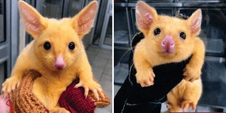 Australian+Veterinary+Clinic+rescues+a+Golden+Possum.+They+named+him+Pikachu