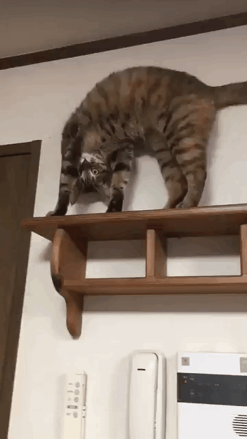 Uhm%2C+what+are+you+doing%3F