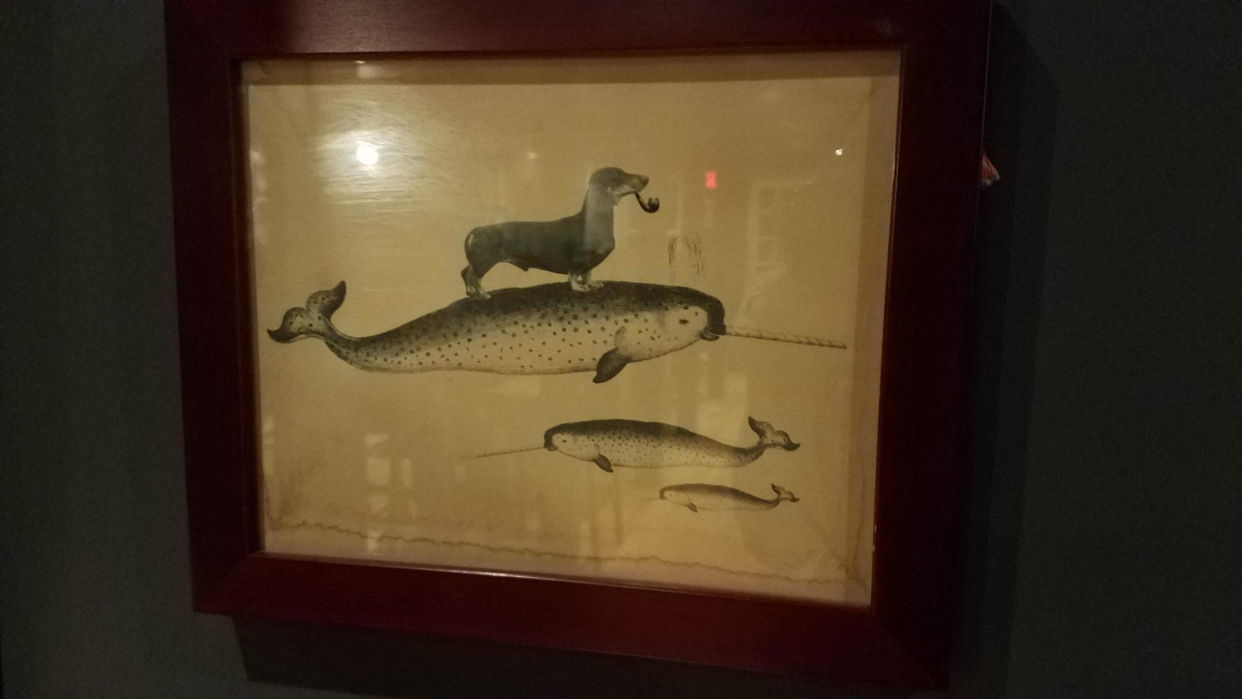 You+don%26%238217%3Bt+see+a+picture+of+a+dachshund+smoking+a+pipe+while+riding+a+narwhal+every+day.