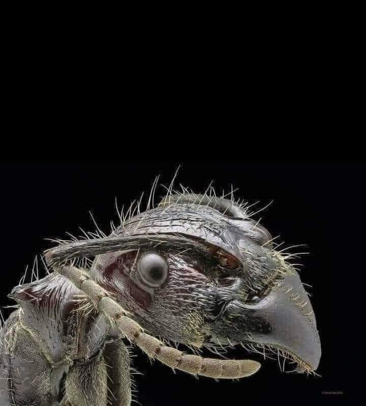 An+ant%26%238217%3Bs+face+through+an+electron+microscope.