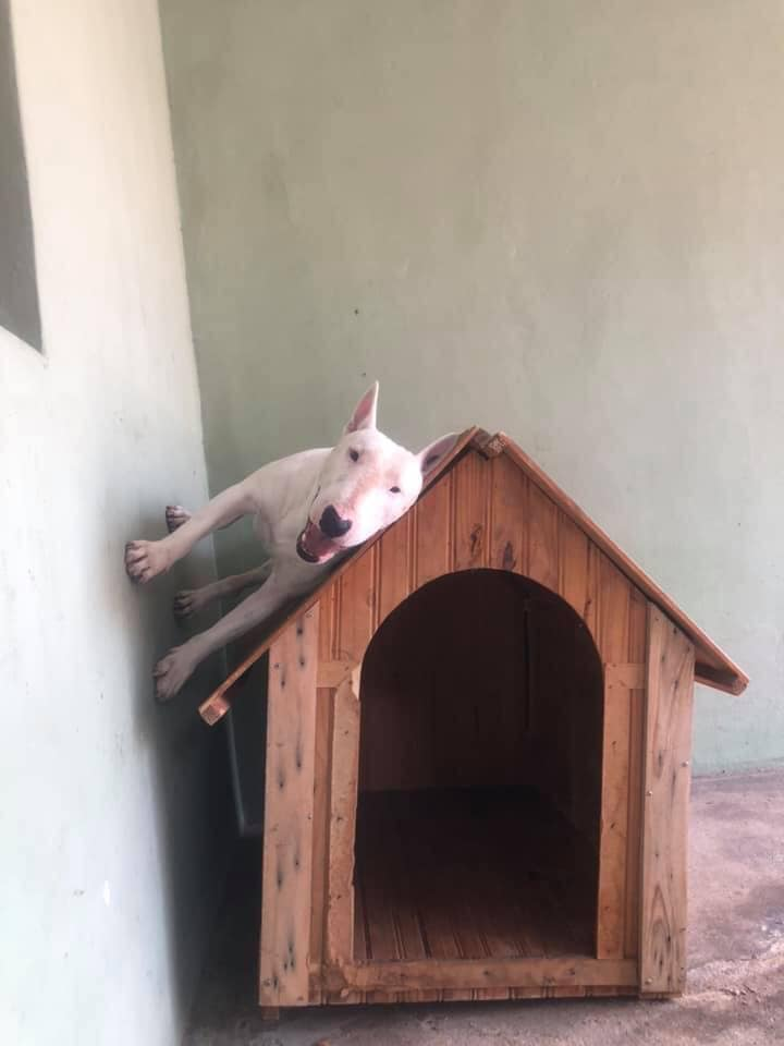 Snoopy+is+a+bad+influence.