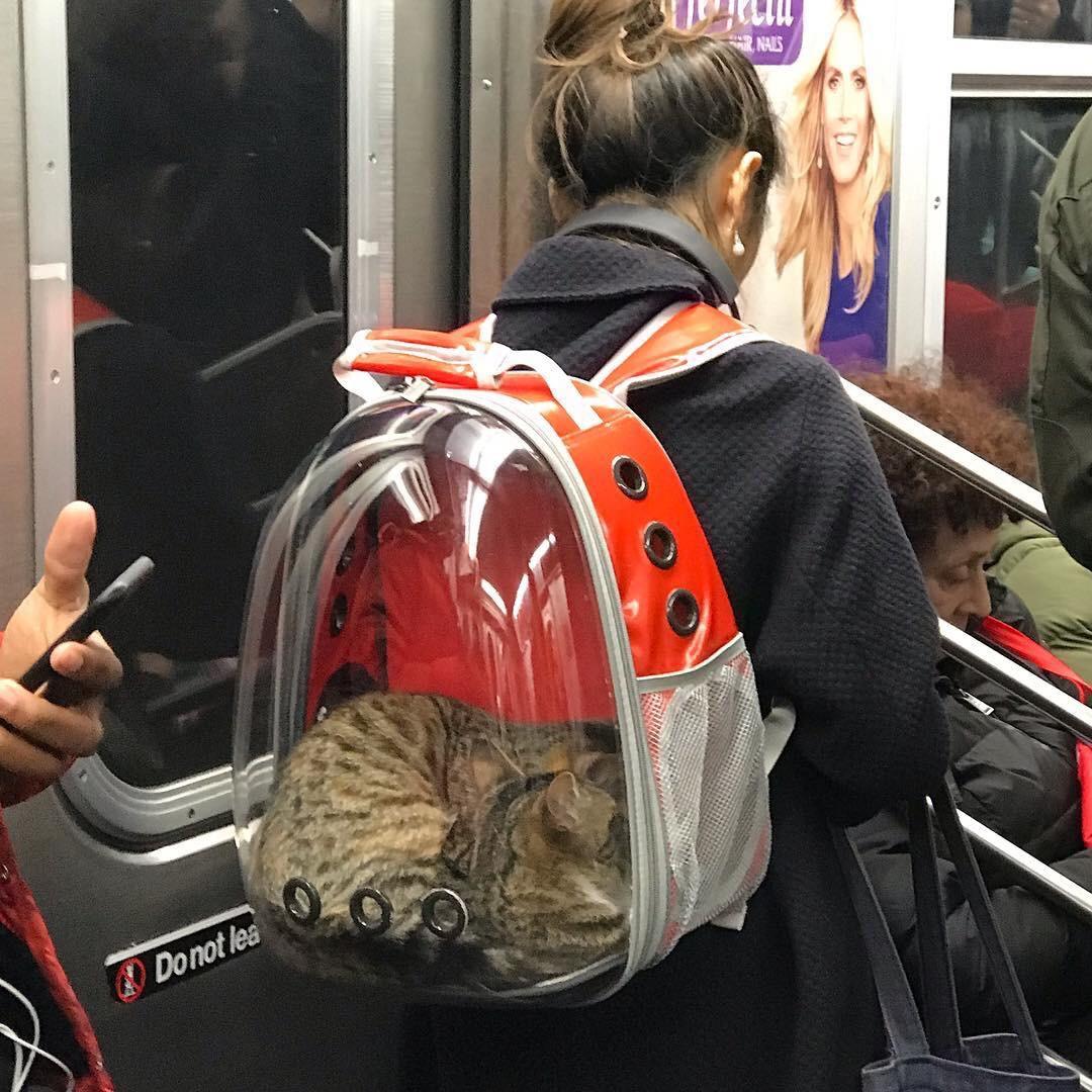 A+backpack+designed+for+carrying+animals