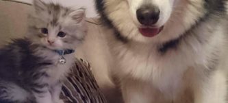 Doggo+gets+new+kitten