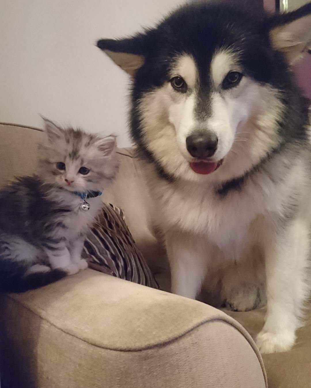 Doggo+gets+new+kitten