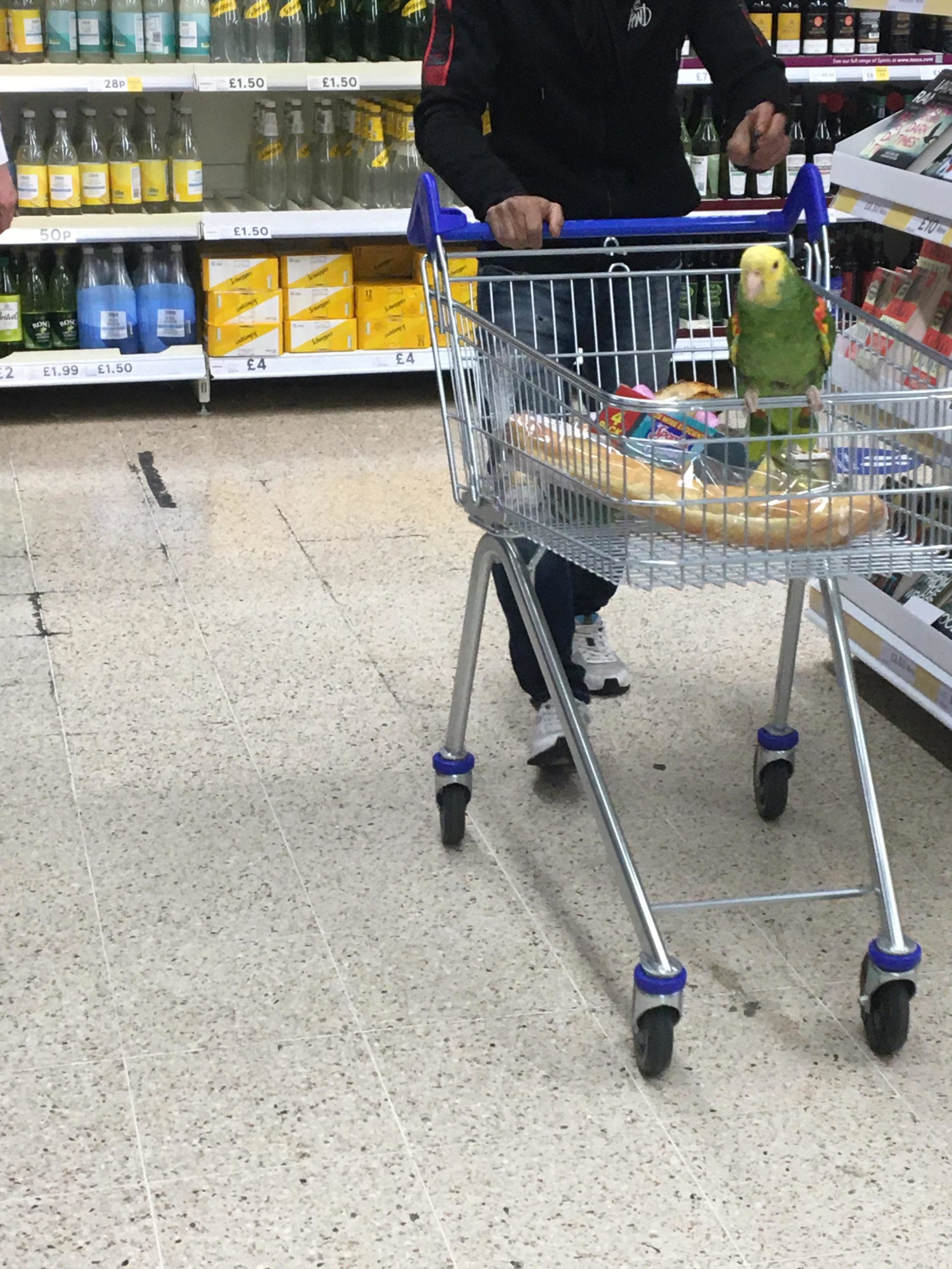 If+You+Give+A+Bird+A+Baguette%26%238230%3B