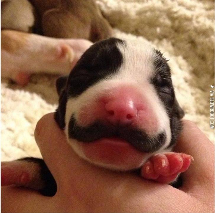 Moustache+Puppy