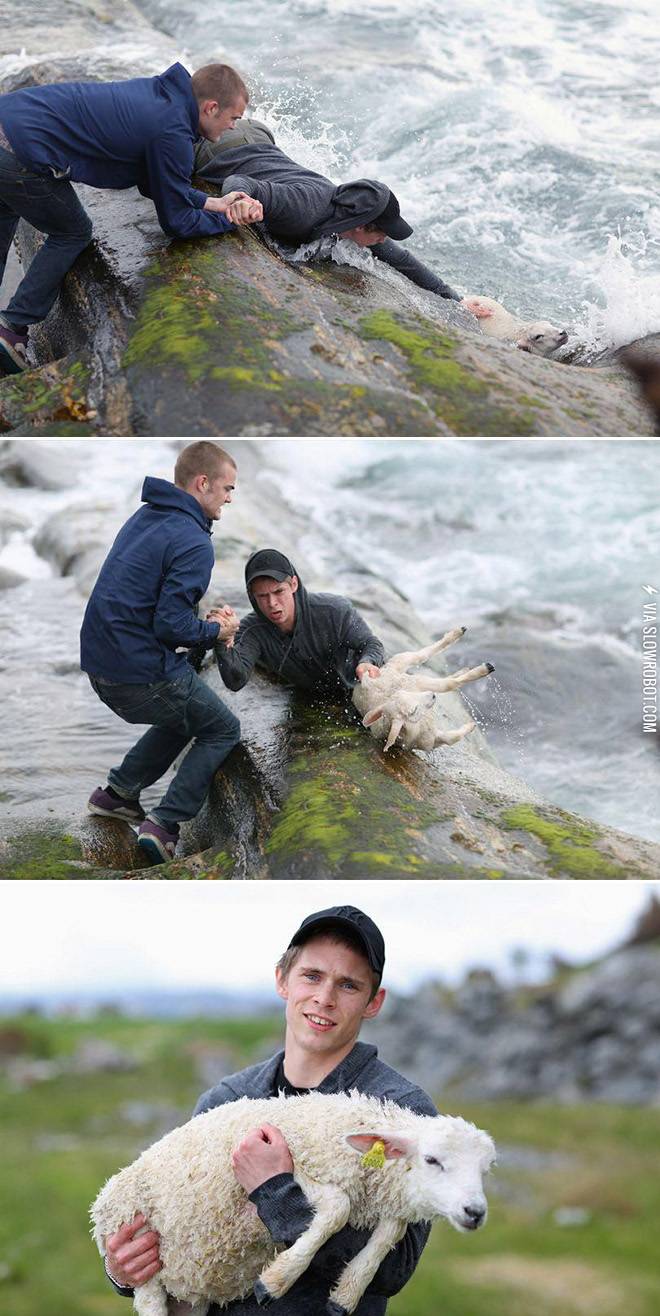 Two+brave+Norwegians+rescuing+a+lamb.