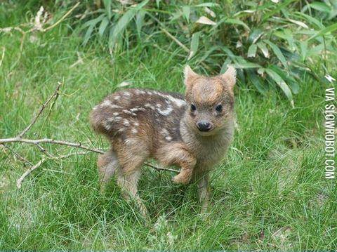 Look+at+this+little+dear%28ish+thing%29%26%238230%3B.