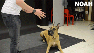 There+are+two+kinds+of+people%2C+but+there+are+four+kinds+of+dog.