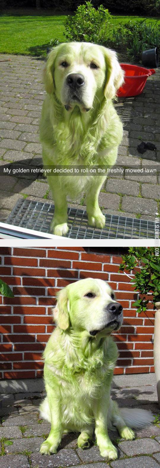 Hulk+Dog