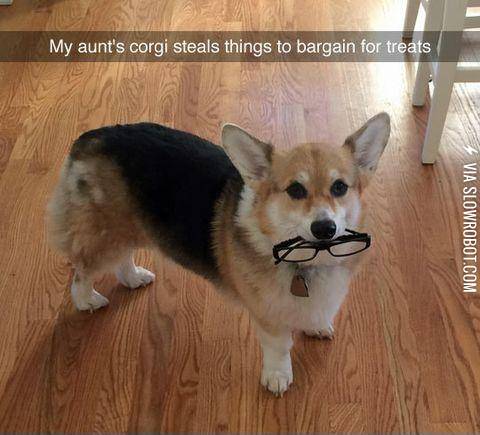 You+win+this+time+corgi