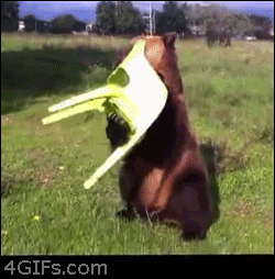 Bear+and+a+chair