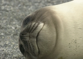 This+seal+looks+so+happy