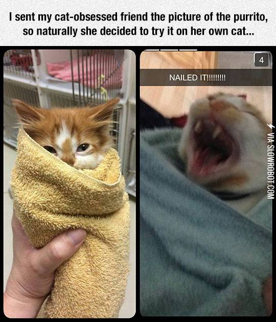 Not+All+Cats+Want+The+Purrito
