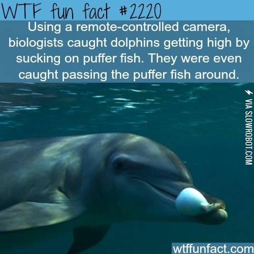 Dolphins+are+cool