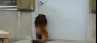 Red+Panda+trying+to+open+a+door