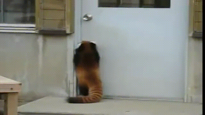 Red+Panda+trying+to+open+a+door