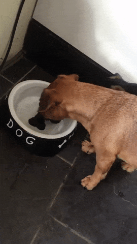 Bamboozled+by+a+bowl