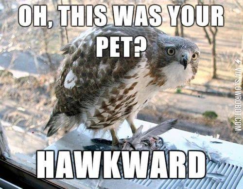 Hawkward.