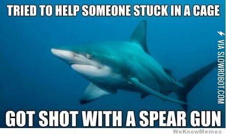 Misunderstood+shark.