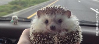 Biddy+the+traveling+hedgehog.