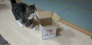 Maru+getting+in+a+small+box