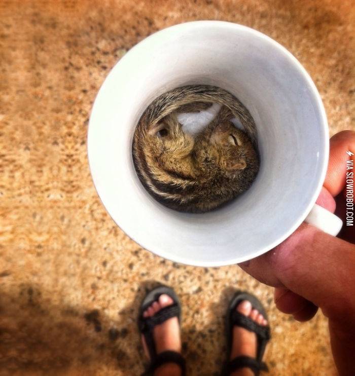 So+tiny+he+fits+in+a+cup