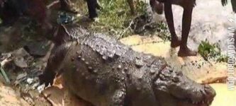 Obese+100+year+old+crocodile.