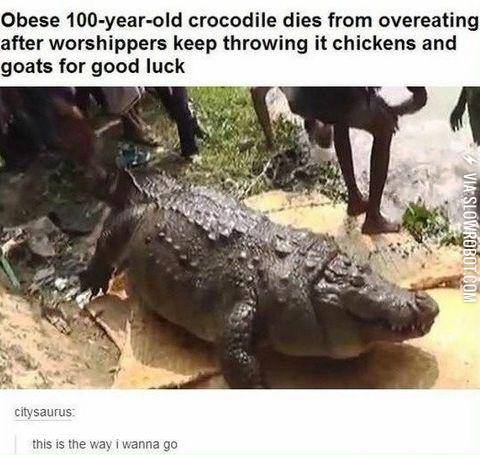 Obese+100+year+old+crocodile.