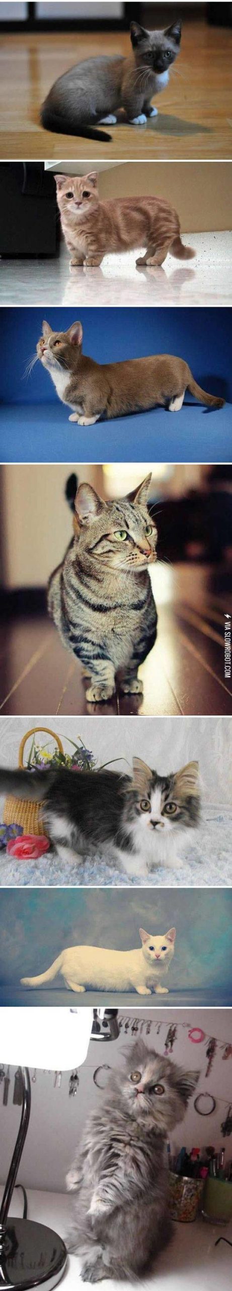 Short+Legged+Beauties