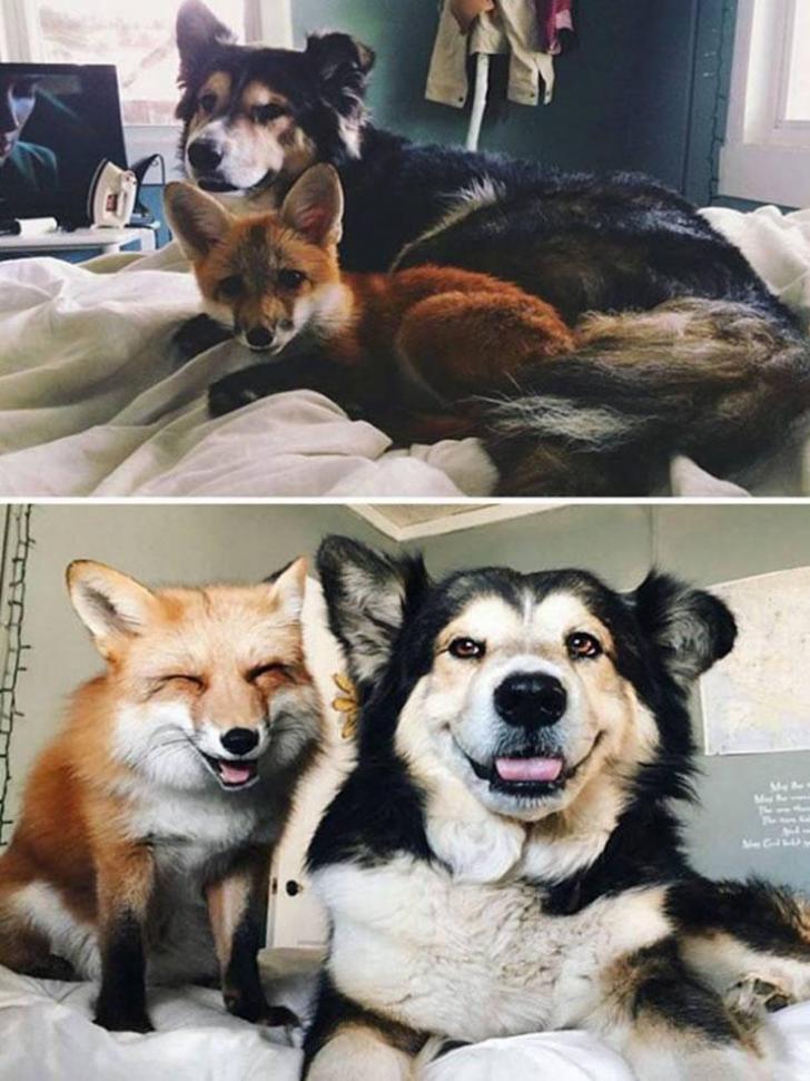 The+fox+and+the+hound.