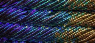 Peacock+feather+under+a+microscope