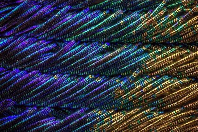 Peacock+feather+under+a+microscope