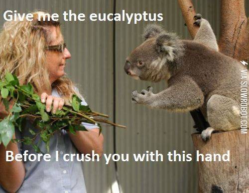Give+me+the+eucalyptus%21