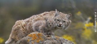 A+bobcat+and+its+bobkitten.