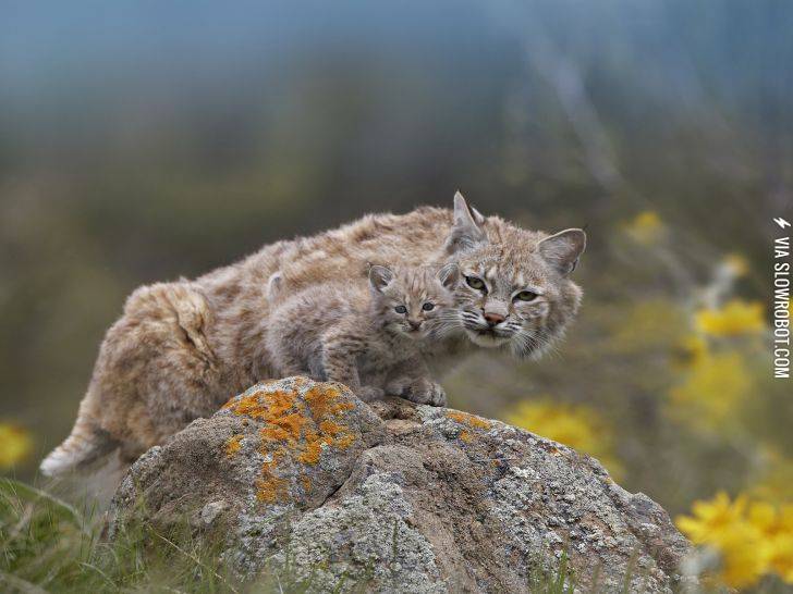 A+bobcat+and+its+bobkitten.