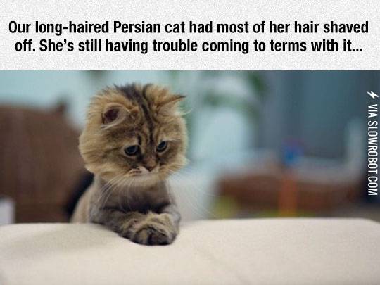Cat+Gets+A+Haircut
