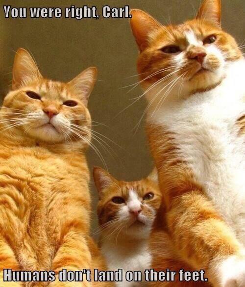 Don%26%238217%3Bt+trust+the+cats%21