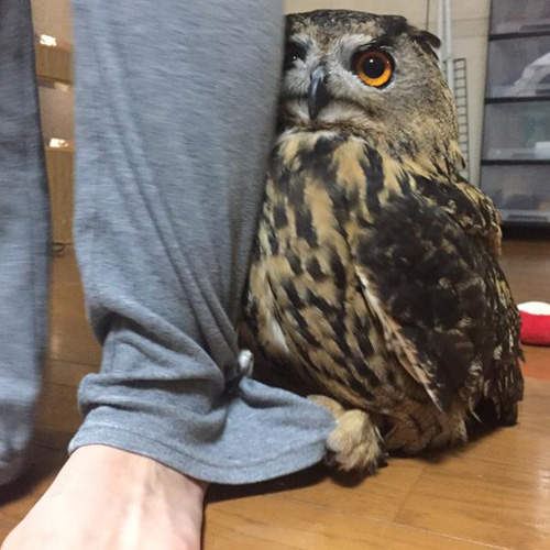 Owl+hides+behind+its+owner+whenever+there+is+a+visitor+in+the+house