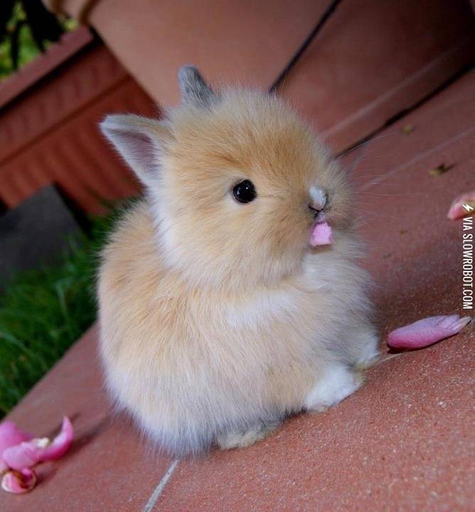 It%26%238217%3Bs+so+fluffy%21