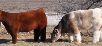 Fuzzy+Cows