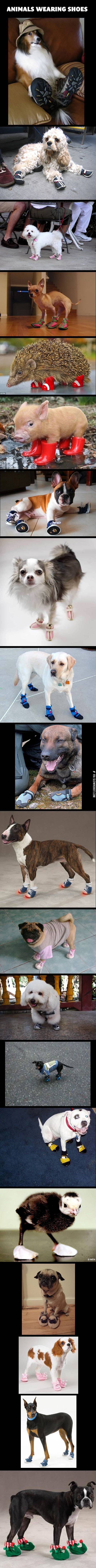 Animals+wearing+shoes.